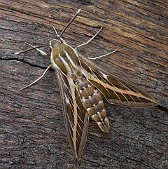Striped Hawkmoth - Hyles livornica © Teresa Farino